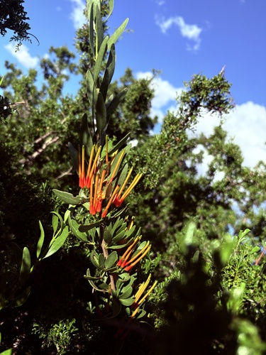 Lighted Candles Mistletoe (Moquiniella rubra)