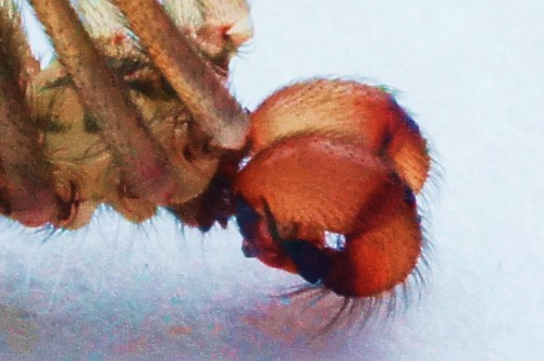 Physocyclus dugesi