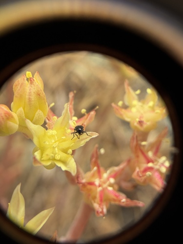 many-stemmed dudleya (Dudleya multicaulis)