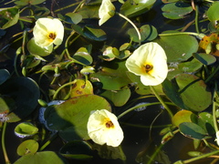 Hydrocleys nymphoides