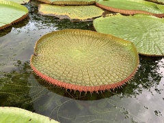 Victoria amazonica