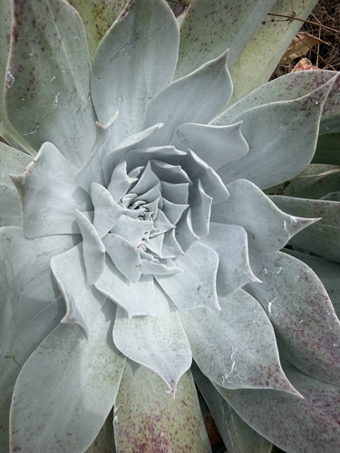 Chalk Dudleya (Dudleya pulverulenta)