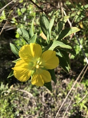 Ludwigia peruviana image