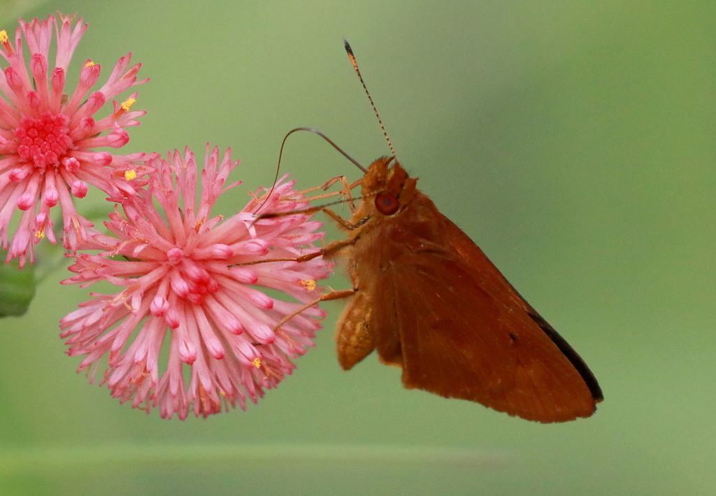 Evansiella cordela