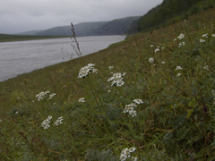 Achillea impatiens