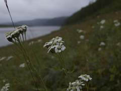 Achillea impatiens
