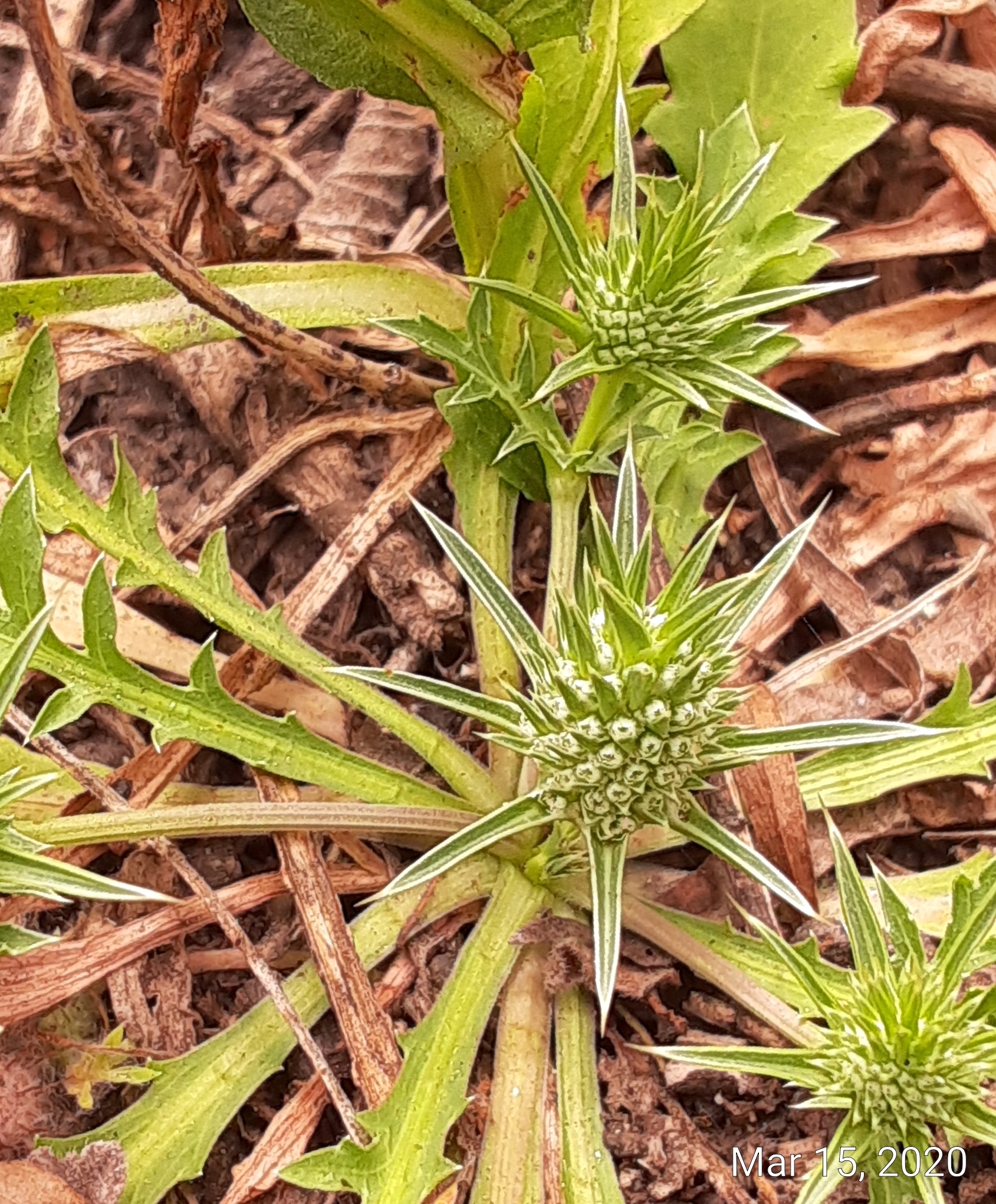 Eryngium nasturtiifolium
