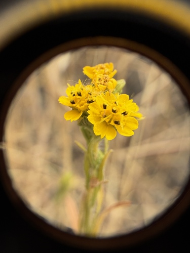Clustered Tarweed (Deinandra fasciculata)