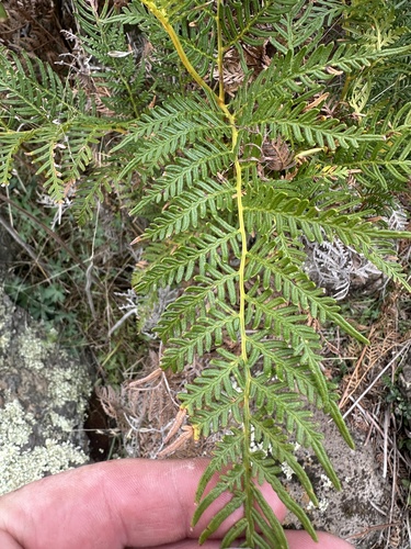 Austral Bracken