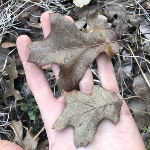 bear oak (Quercus ilicifolia)
