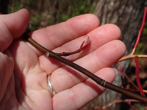 striped maple (Acer pensylvanicum)