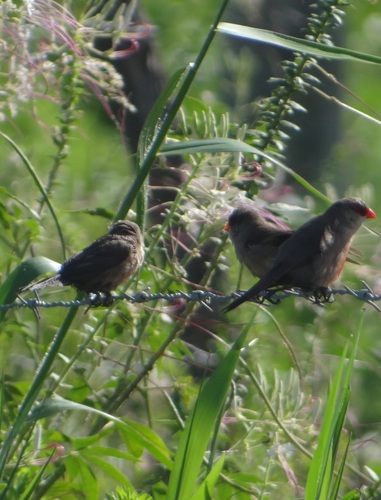 Common Waxbill