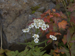 Achillea impatiens
