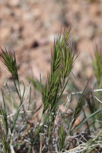 Red Brome (Bromus rubens)