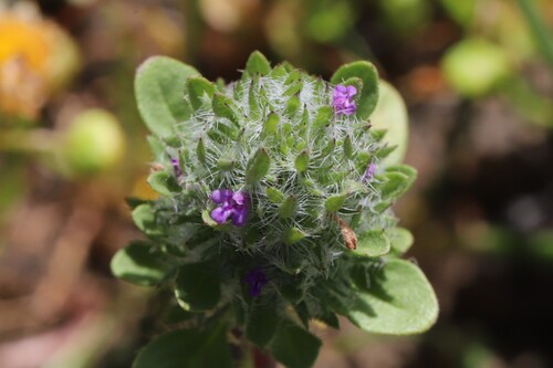 Sacramento beardstyle (Pogogyne zizyphoroides)