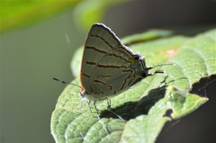 Hemiolaus caeculus caeculus