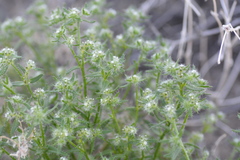 Cryptantha maritima maritima