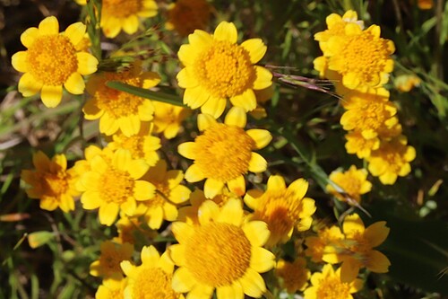 Fremont's goldfields (Lasthenia fremontii)
