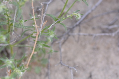 Cryptantha maritima maritima