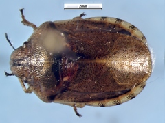 Eurygaster alternata
