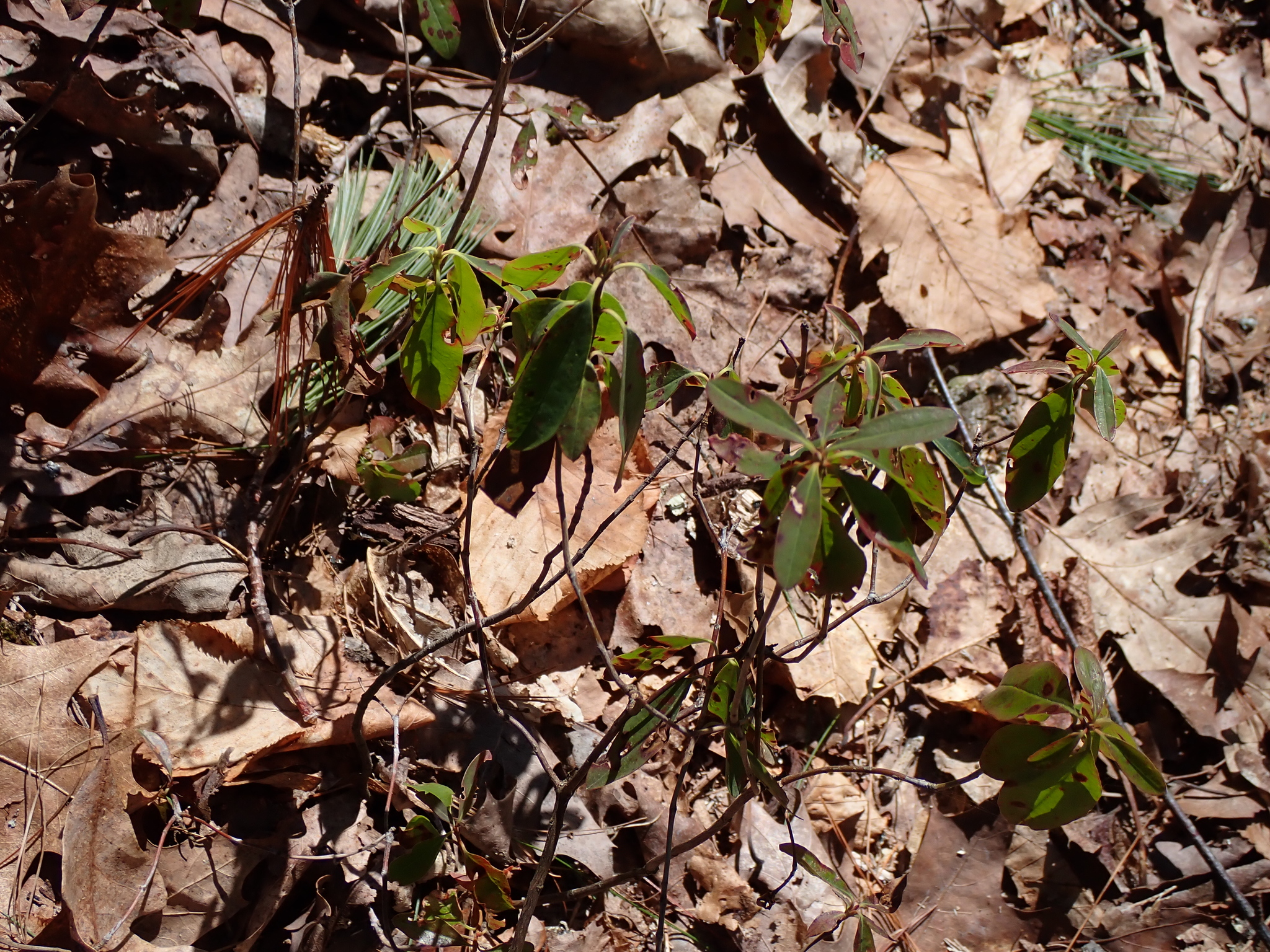 Sheep Laurel (Kalmia angustifolia)