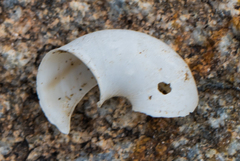 Sonorelix borregoensis