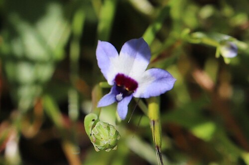 maroonspot calicoflower (Downingia concolor)