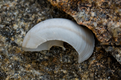 Sonorelix borregoensis