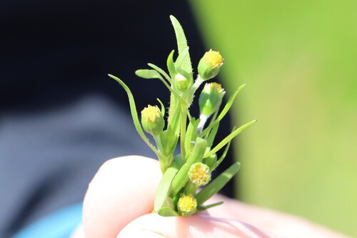smooth goldfields (Lasthenia glaberrima)