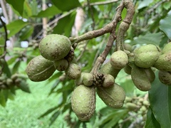 Angiospermae