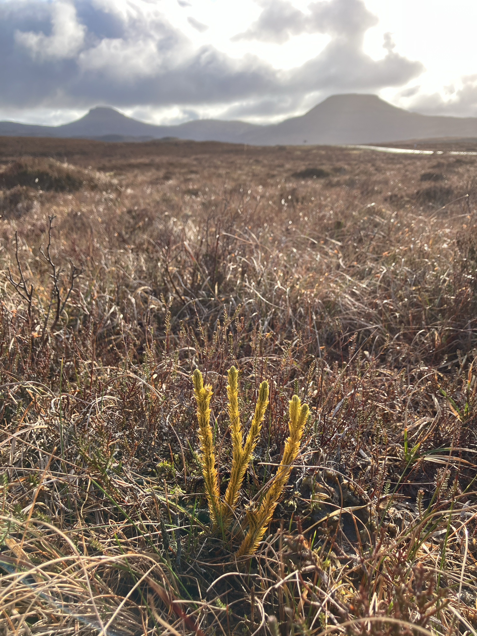 Northern Firmoss (Huperzia selago)