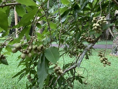 Angiospermae