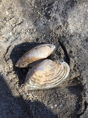 Alasmidonta marginata