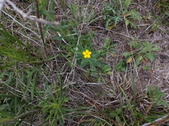 Lithospermum mirabile