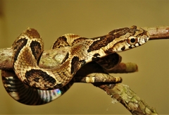 Xenodon rabdocephalus