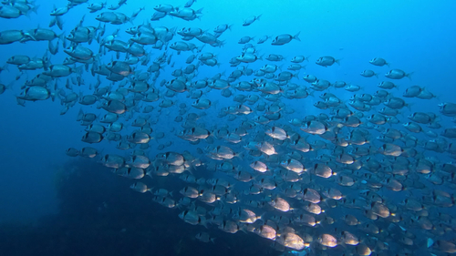 Diplodus vulgaris