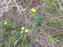 Lithospermum mirabile