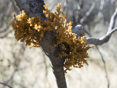 Arceuthobium campylopodum