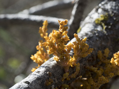 Arceuthobium campylopodum