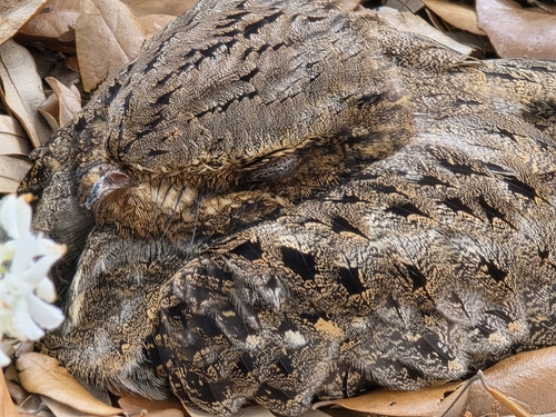 Common Nighthawk observed by hzapata