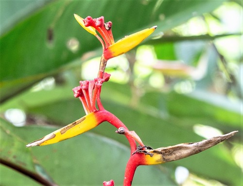 Heliconia richardiana (Heliconia richardiana)
