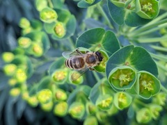 Apis mellifera