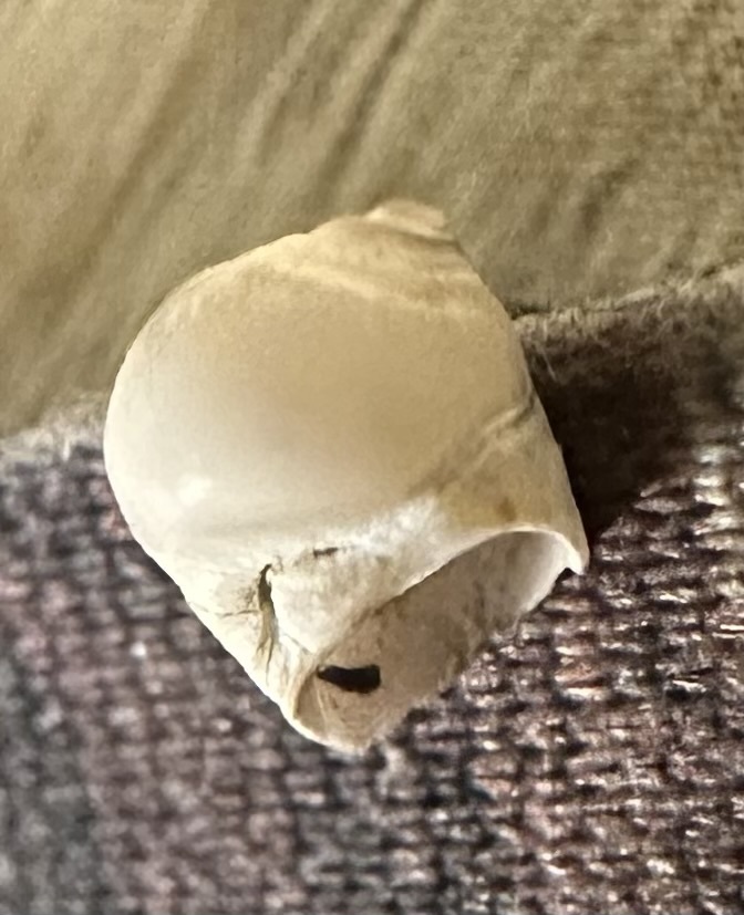 tiny moonsnail