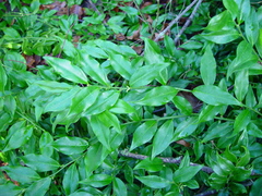 Sarcococca confusa