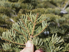 Abies magnifica