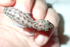 Cyrtodactylus marmoratus