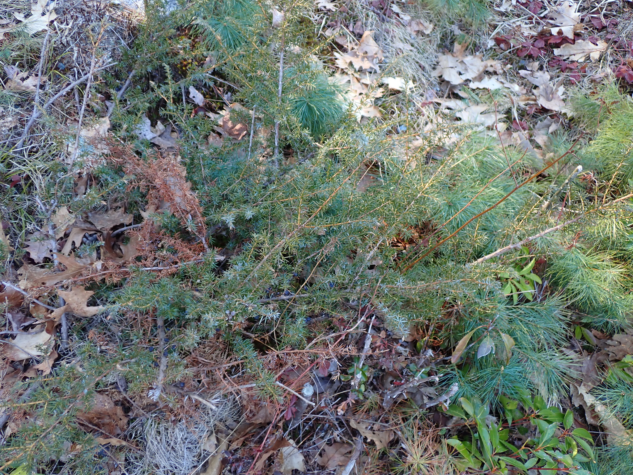 Common Juniper (Juniperus communis)
