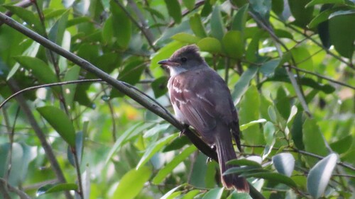 Noronha Elaenia (Elaenia ridleyana)