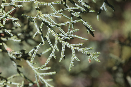 alligator juniper (Juniperus deppeana)