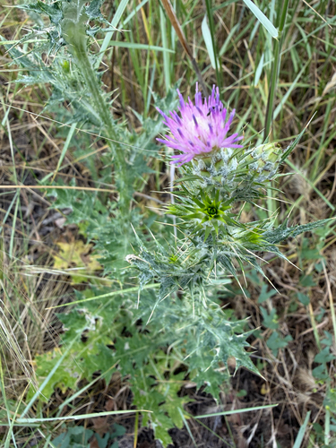 Italian Plumeless Thistle (Carduus pycnocephalus)